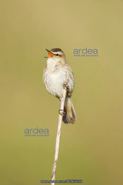  : Sedge Warbler - In typical springtime posture singing