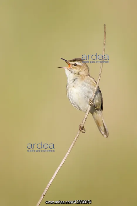 : Sedge Warbler - In typical springtime posture singing : Sedge Warbler - In typical springtime posture singing
