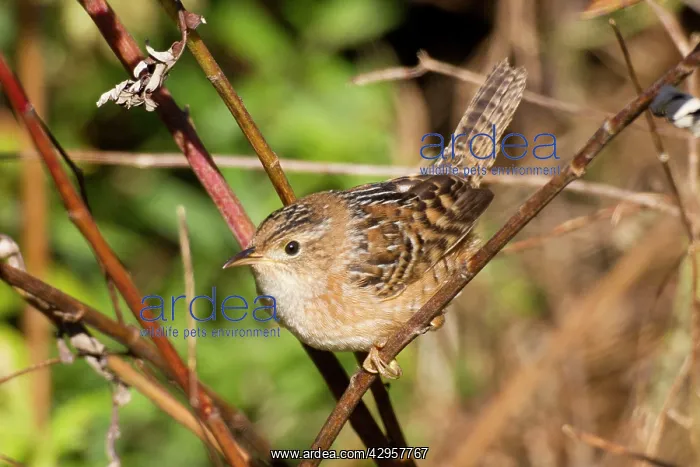 : Sedge Wren : Sedge Wren