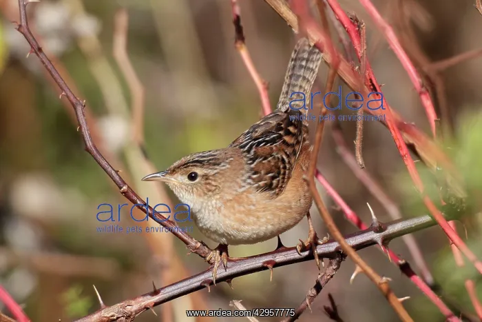 : Sedge Wren