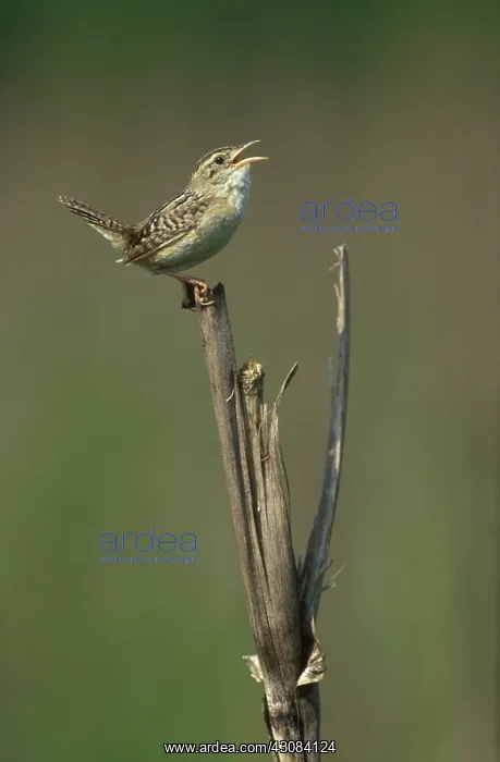 : Sedge Wren male singing : Sedge Wren male singing