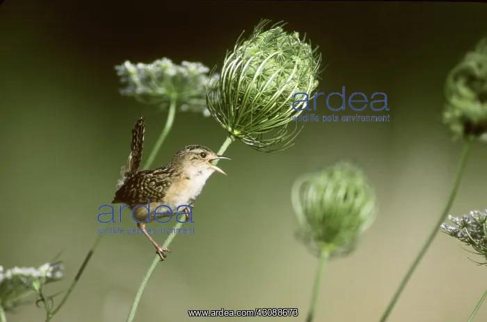 : Sedge Wren singing : Sedge Wren singing