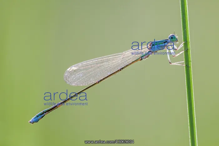 : Sedgling. Close up of Sedgling (Nehalennia speciosa) male resting on stem : Sedgling. Close up of Sedgling (Nehalennia speciosa) male resting on stem