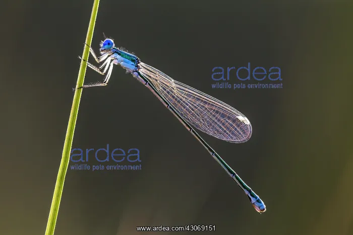 : Sedgling. Portrait of Sedgling (Nehalennia speciosa) female resting on stem : Sedgling. Portrait of Sedgling (Nehalennia speciosa) female resting on stem