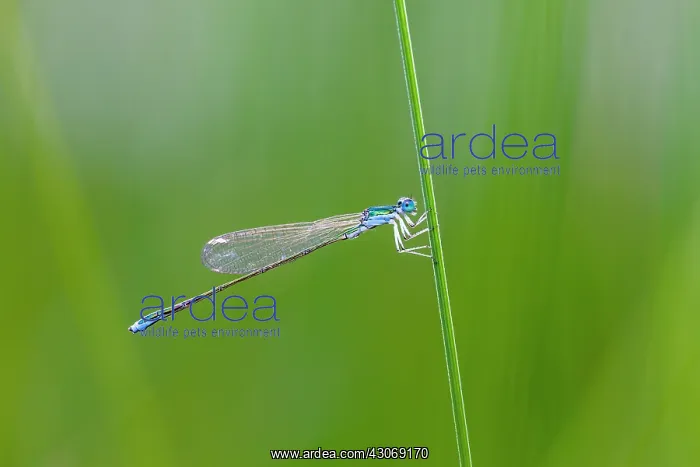 : Sedgling. The Sedgling (Nehalennia speciosa) is Europe's smallest dragonfly species : Sedgling. The Sedgling (Nehalennia speciosa) is Europe's smallest dragonfly species