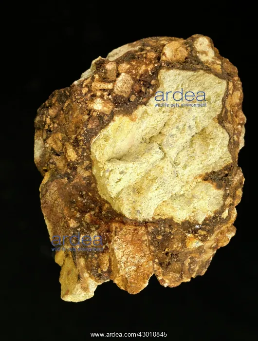 : Sedimentary Breccia : Sedimentary Breccia