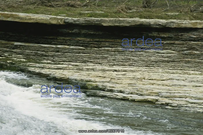 : Sedimentary Rock, Ohio : Sedimentary Rock, Ohio