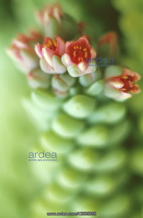 : Sedum, Ice plant, Sedum : Sedum, Ice plant, Sedum