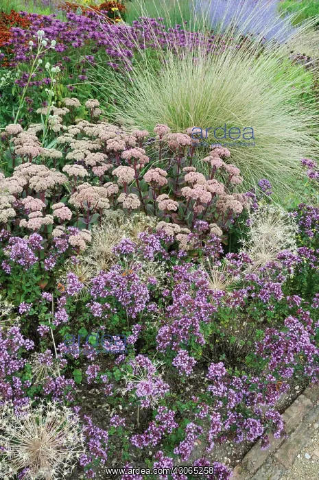 : Sedum, Ice plant, Sedum : Sedum, Ice plant, Sedum