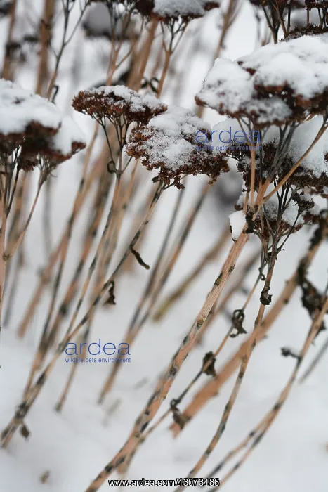 : Sedum, Ice plant, Sedum : Sedum, Ice plant, Sedum