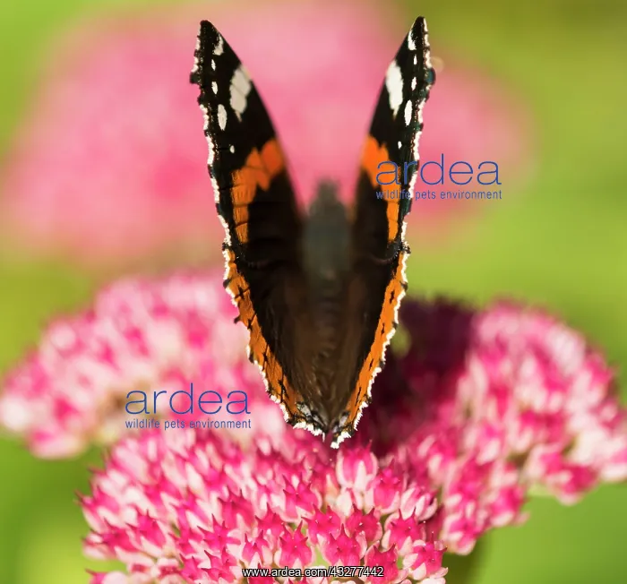 : Sedum, Ice plant, Sedum cultivar, Pink subject : Sedum, Ice plant, Sedum cultivar, Pink subject
