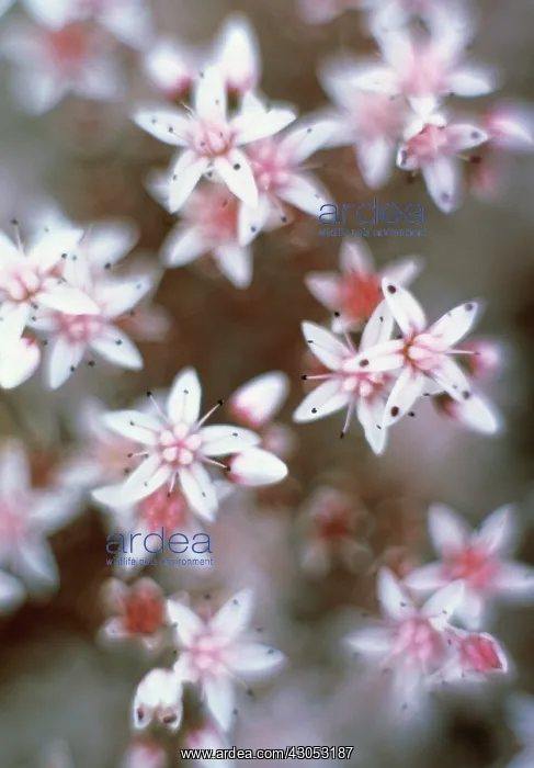 : Sedum, Ice plant, Sedum populifolium : Sedum, Ice plant, Sedum populifolium
