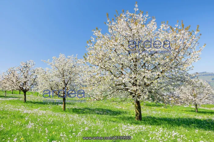 : Seebodenalp, cherry trees in spring, Schwyz, Switzerland : Seebodenalp, cherry trees in spring, Schwyz, Switzerland