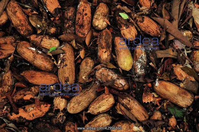 : Seed of Borneo Ironwood : Seed of Borneo Ironwood