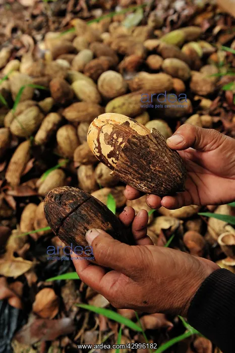 : Seed of Borneo ironwood : Seed of Borneo ironwood