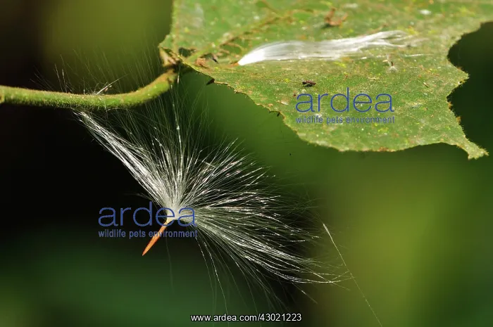 : Seed - Manas Wildlife Sanctuary, Assam, India : Seed - Manas Wildlife Sanctuary, Assam, India