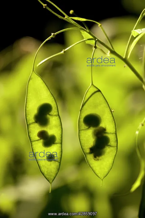 : Seed pods of Perennial honesty : Seed pods of Perennial honesty