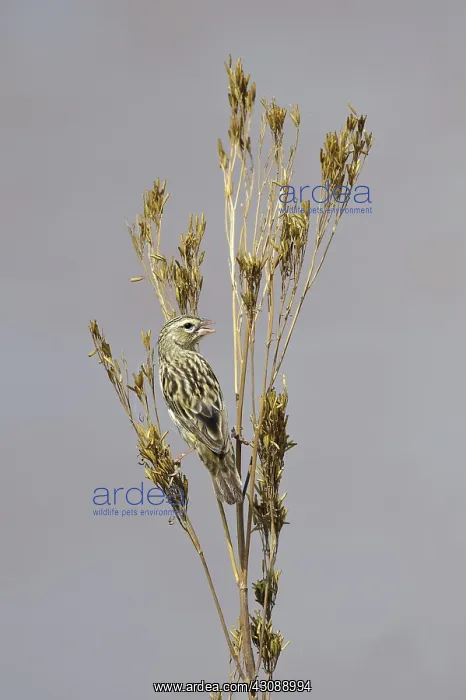 : Seedeater (Serinus sp.) perched on a weed in the Maasai Mara National Reserve, Kenya : Seedeater (Serinus sp.) perched on a weed in the Maasai Mara National Reserve, Kenya