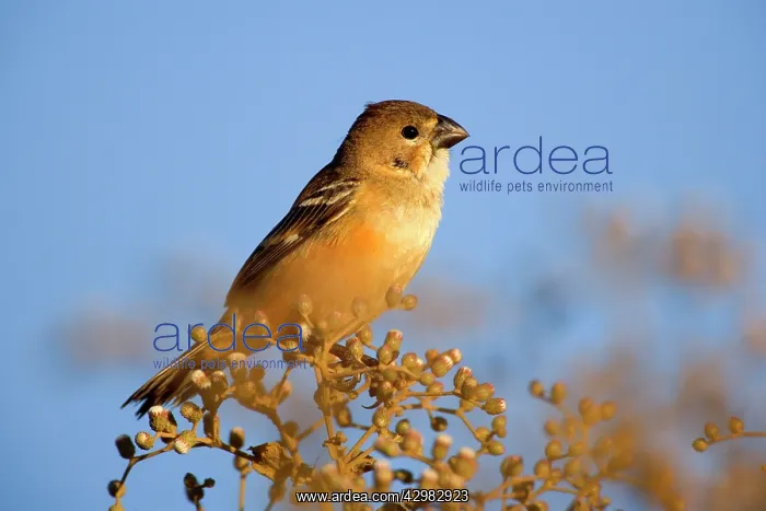 : Seedeater - female adult seedeater resting on a bush : Seedeater - female adult seedeater resting on a bush