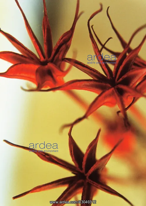 : Seedheads : Seedheads
