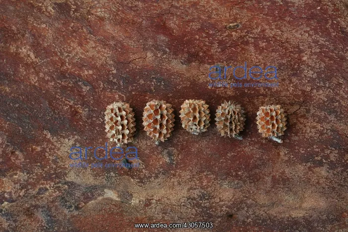 : Seedheads : Seedheads