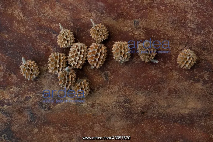 : Seedheads : Seedheads