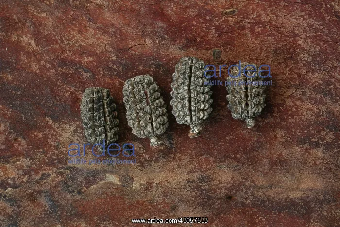 : Seedheads : Seedheads