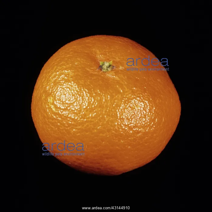 : Whole Seedless Clementine : Whole Seedless Clementine
