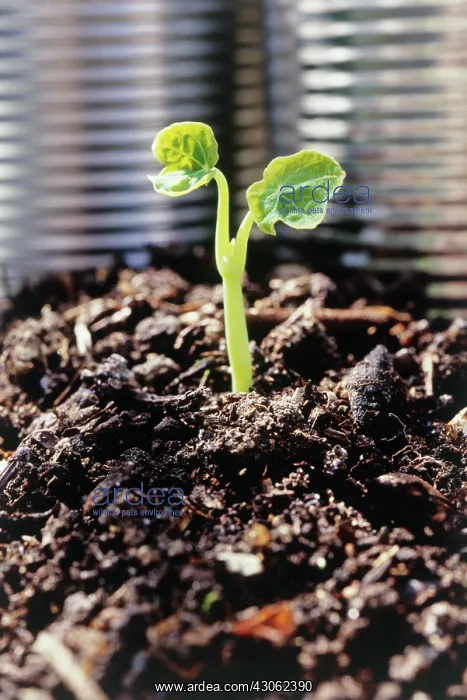 : Seedling : Seedling