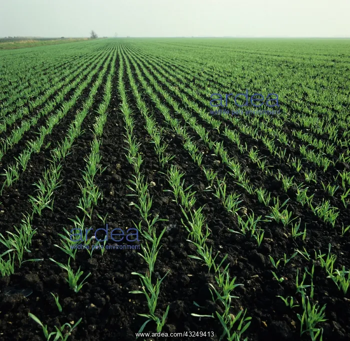 : Seedling Barley Crop : Seedling Barley Crop
