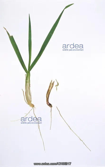 : Seedling blight damage to barley : Seedling blight damage to barley