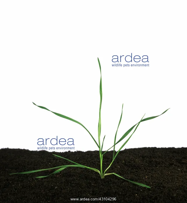 : Seedling wheat plant : Seedling wheat plant