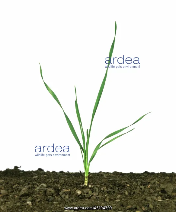 : Seedling wheat plant : Seedling wheat plant