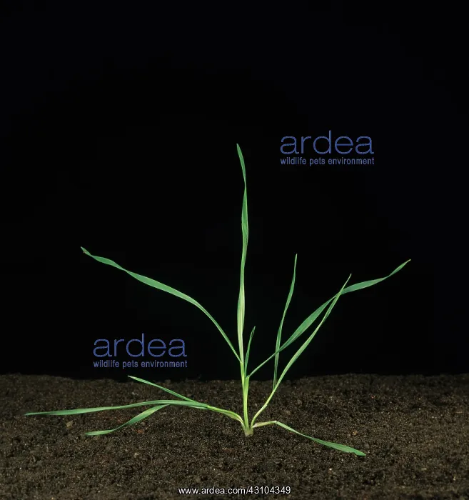 : Seedling wheat plant : Seedling wheat plant