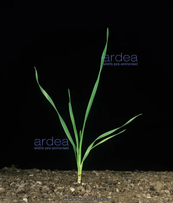 : Seedling wheat plant : Seedling wheat plant