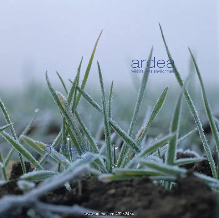 : Seedling wheat plant with frost : Seedling wheat plant with frost