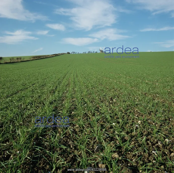: Seedling winter Wheat crop, UK : Seedling winter Wheat crop, UK