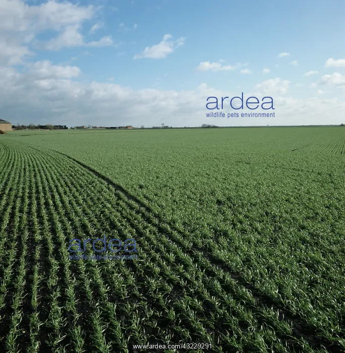 : Seedling winter Wheat crop, UK : Seedling winter Wheat crop, UK