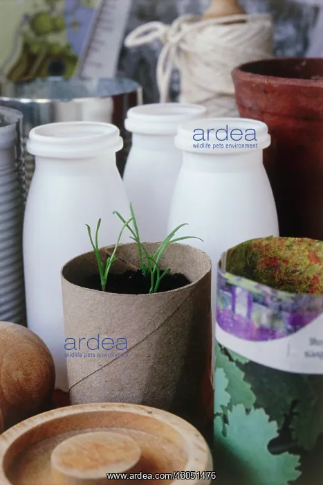 : Seedlings : Seedlings