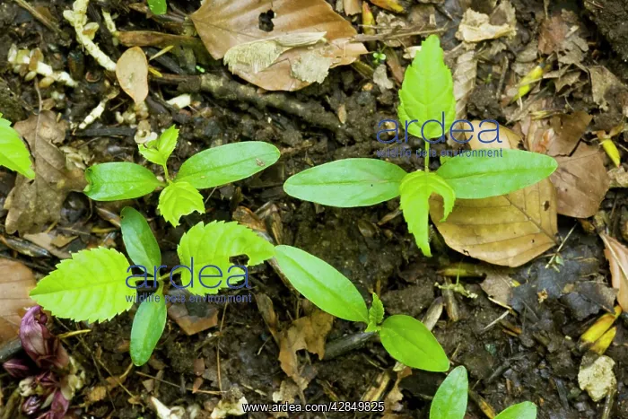 : Seedlings of ash tree - on forest floor : Seedlings of ash tree - on forest floor