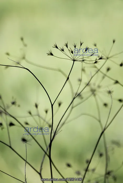 : Seedpod : Seedpod