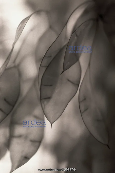 : Seedpod, Honesty : Seedpod, Honesty