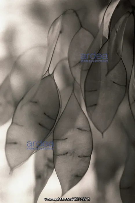 : Seedpod, Honesty : Seedpod, Honesty