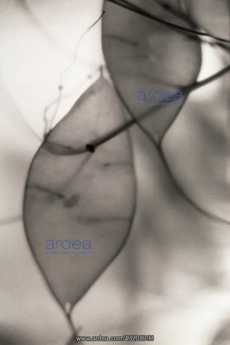 : Seedpod, Honesty : Seedpod, Honesty