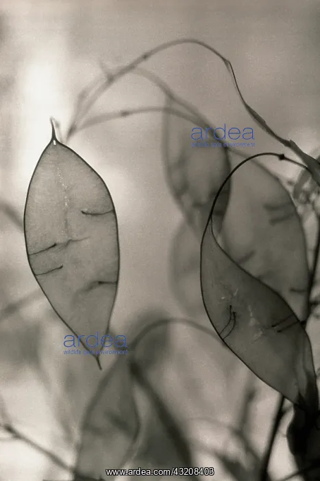 : Seedpod, Honesty : Seedpod, Honesty