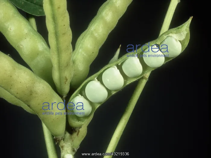 : Seedpod of White Lupine : Seedpod of White Lupine