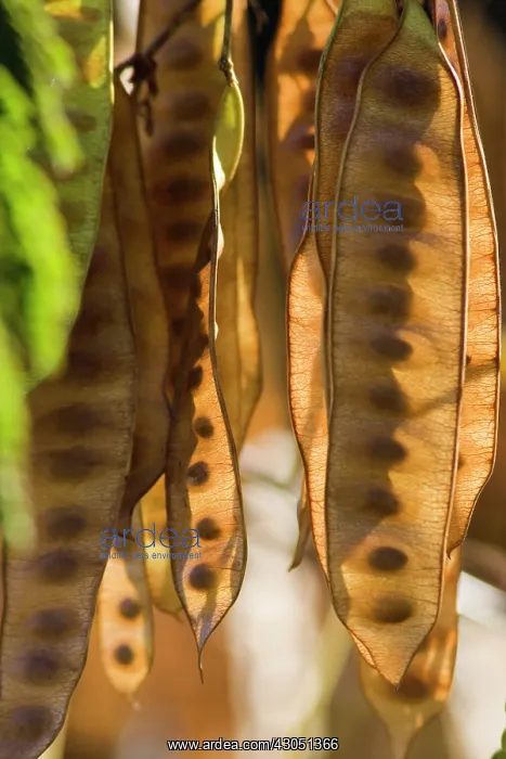  : Seedpods