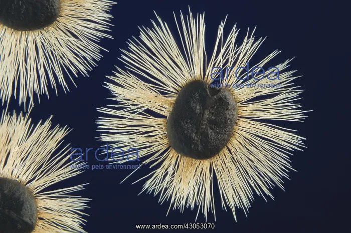 : Seeds : Seeds