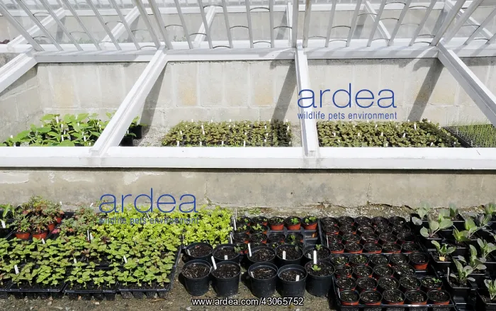 : Seedtray : Seedtray