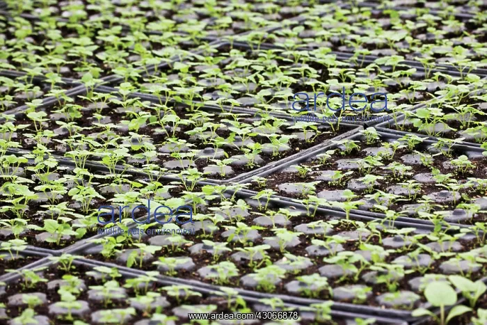: Seedtray : Seedtray